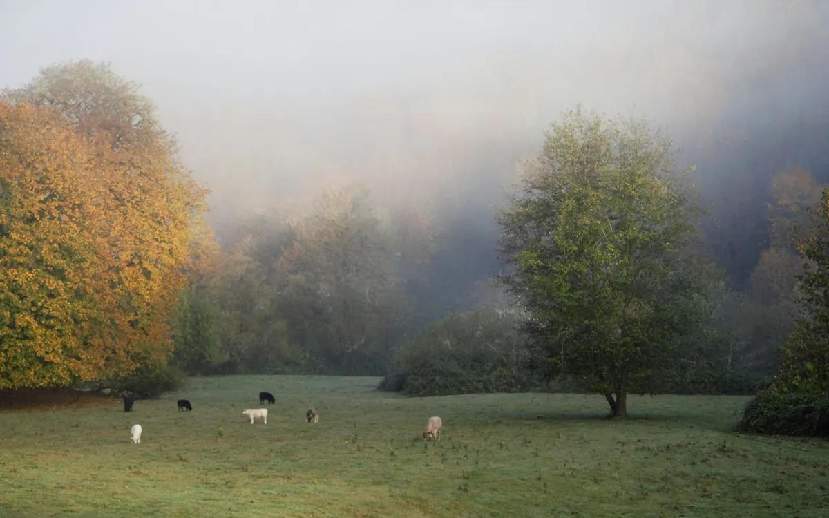 Pastagem com rebanho ao amanhecer, com neblina