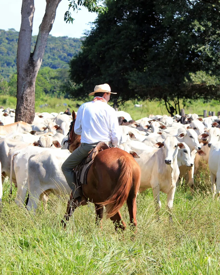 Vaqueiro a cavalo conduzindo rebanho Nelore no pasto